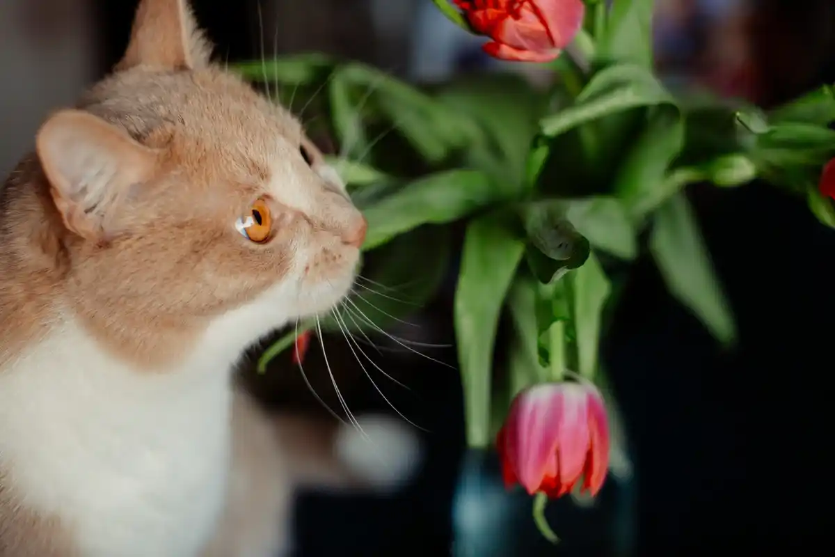 dieffenbachia plant and cat in modern dutch home