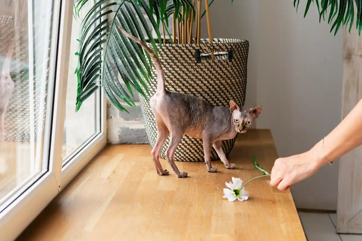 pet safe houseplants in dutch living room