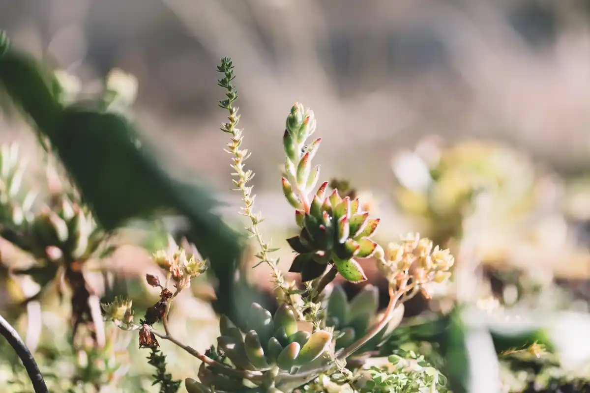 foraging stinging nettles in dutch nature