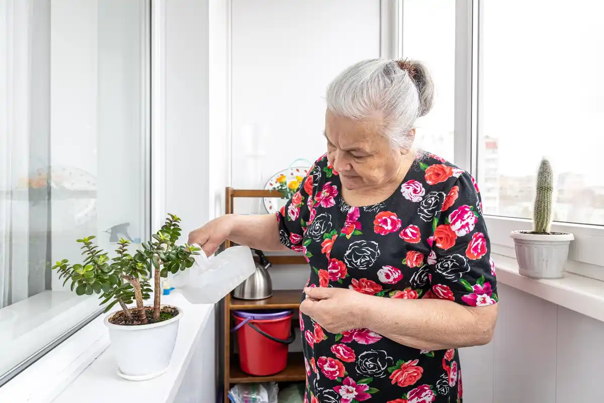 elderly dutch woman gardening with teapots, urban windowsill, home grown radishes