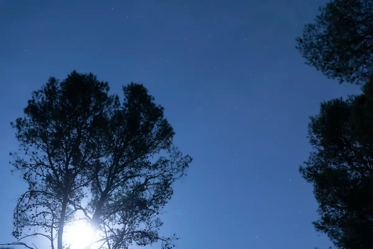 vegetable garden full moon night netherlands