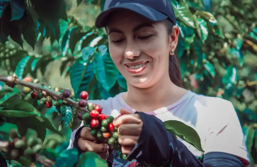 using coffee grounds as garden fertilizer in the Netherlands