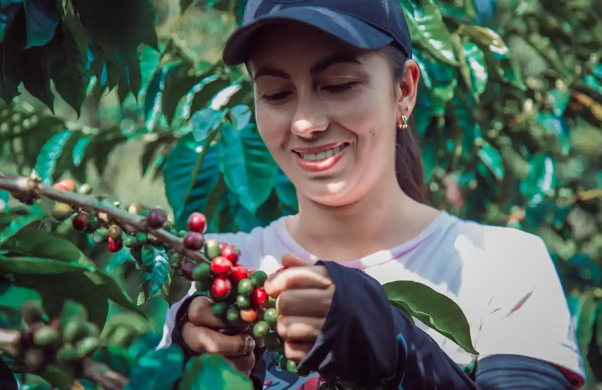 using coffee grounds as garden fertilizer in the Netherlands
