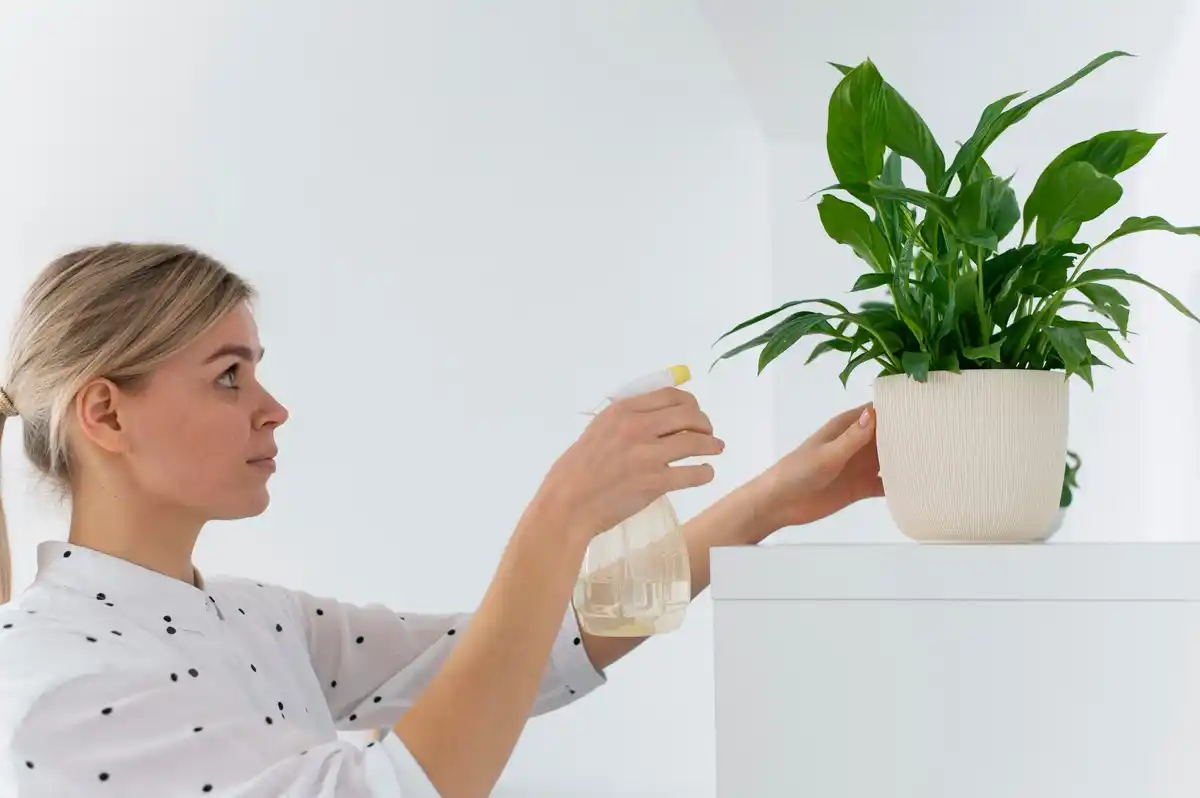 flour indoor plants netherlands