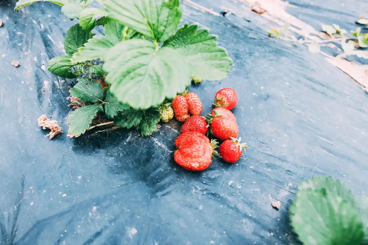strawberry plants February Dutch garden early spring