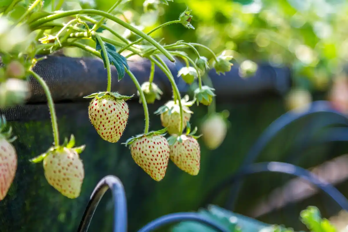 early strawberry plants in Dutch garden winter