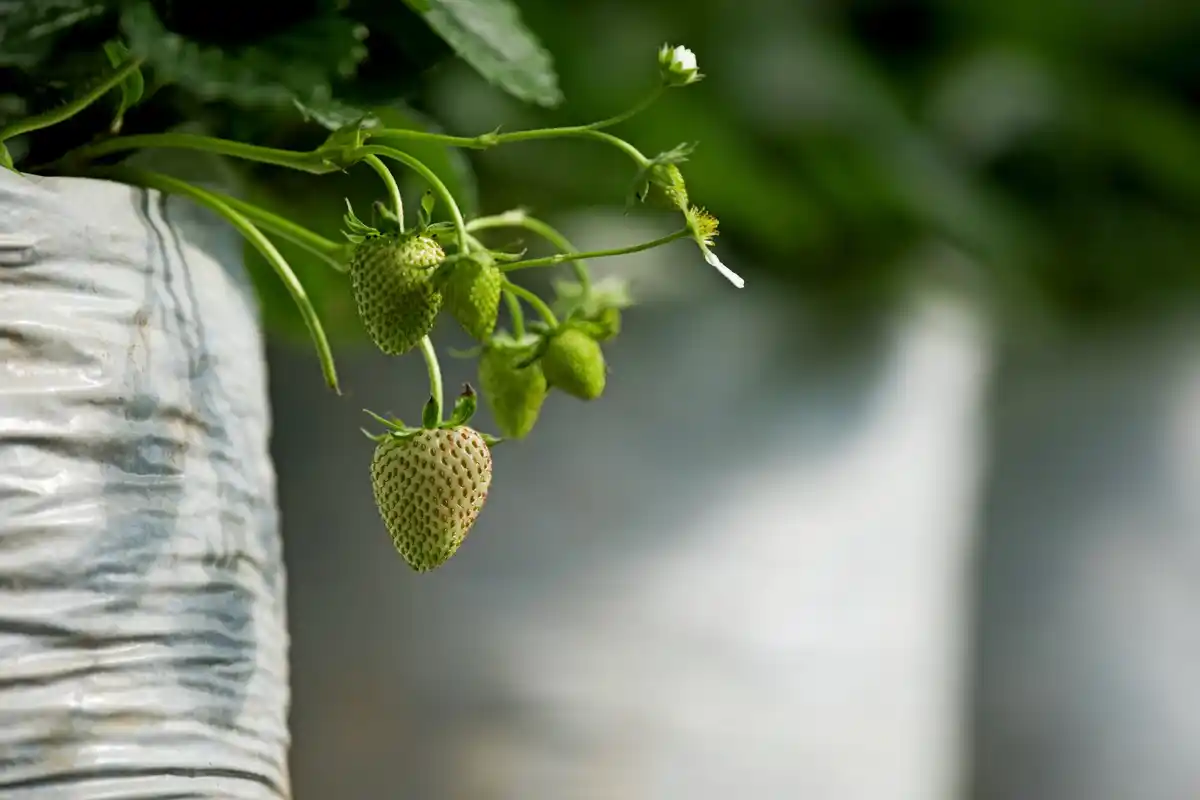 strawberry covering frost protection Dutch garden