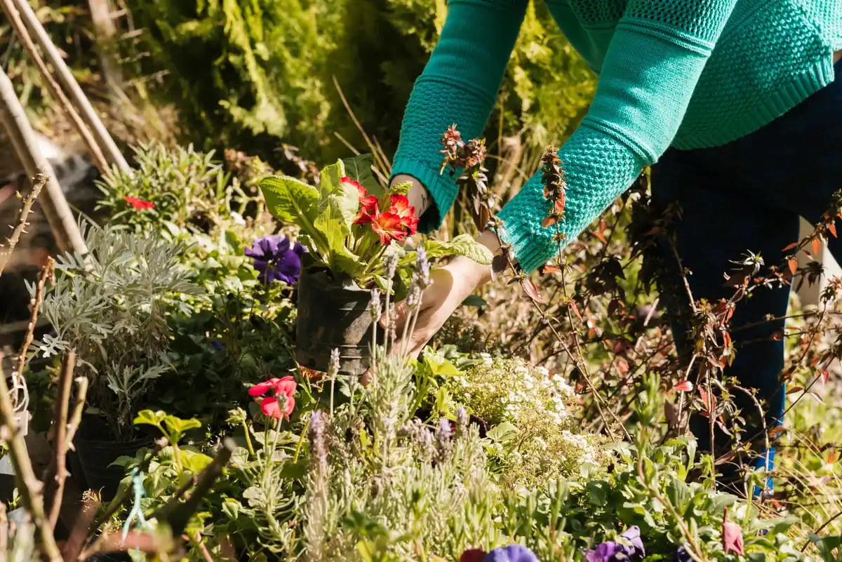 spring sowing seeds garden netherlands