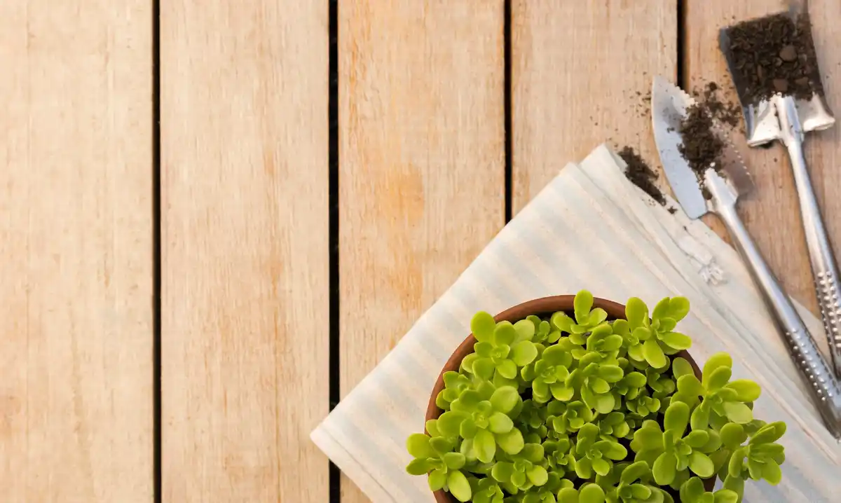 dutch vegetable seeds on gardening table spring planting