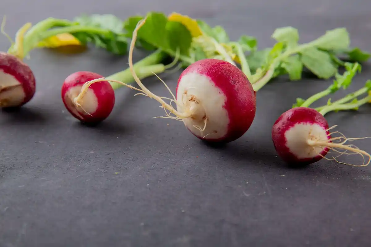 freshly planted radish seeds garden soil close up