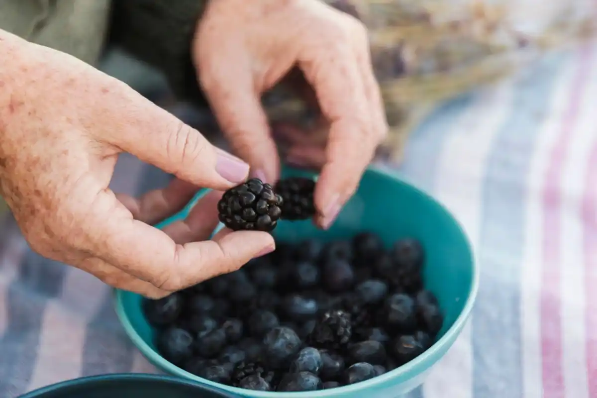 elderly gardening blueberries netherlands