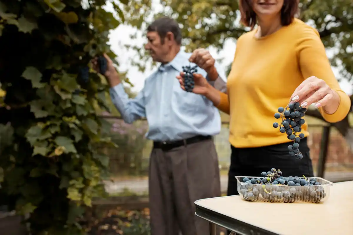 retired couple harvesting blueberries garden netherlands