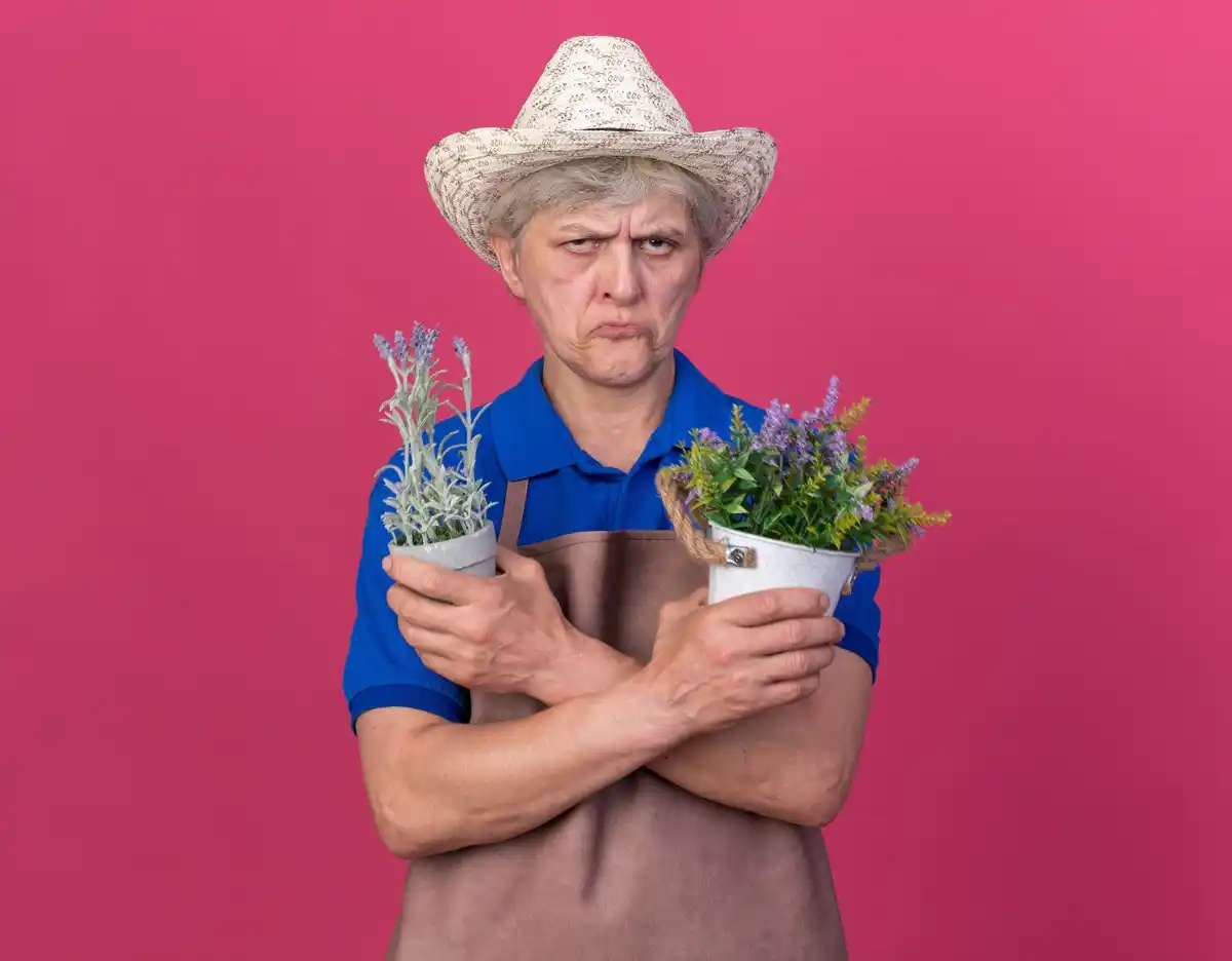 elderly Dutch gardener fresh parsley urban garden