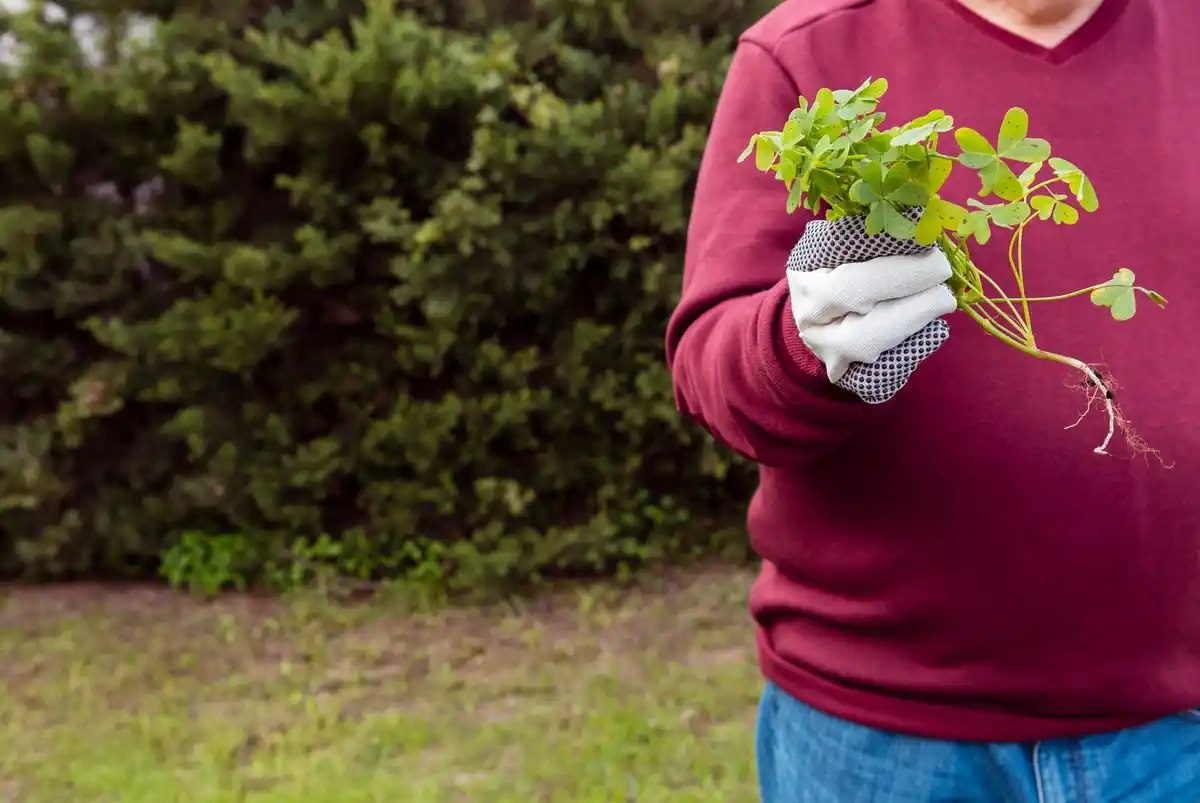 dutch elderly woman picking fresh parsley in garden