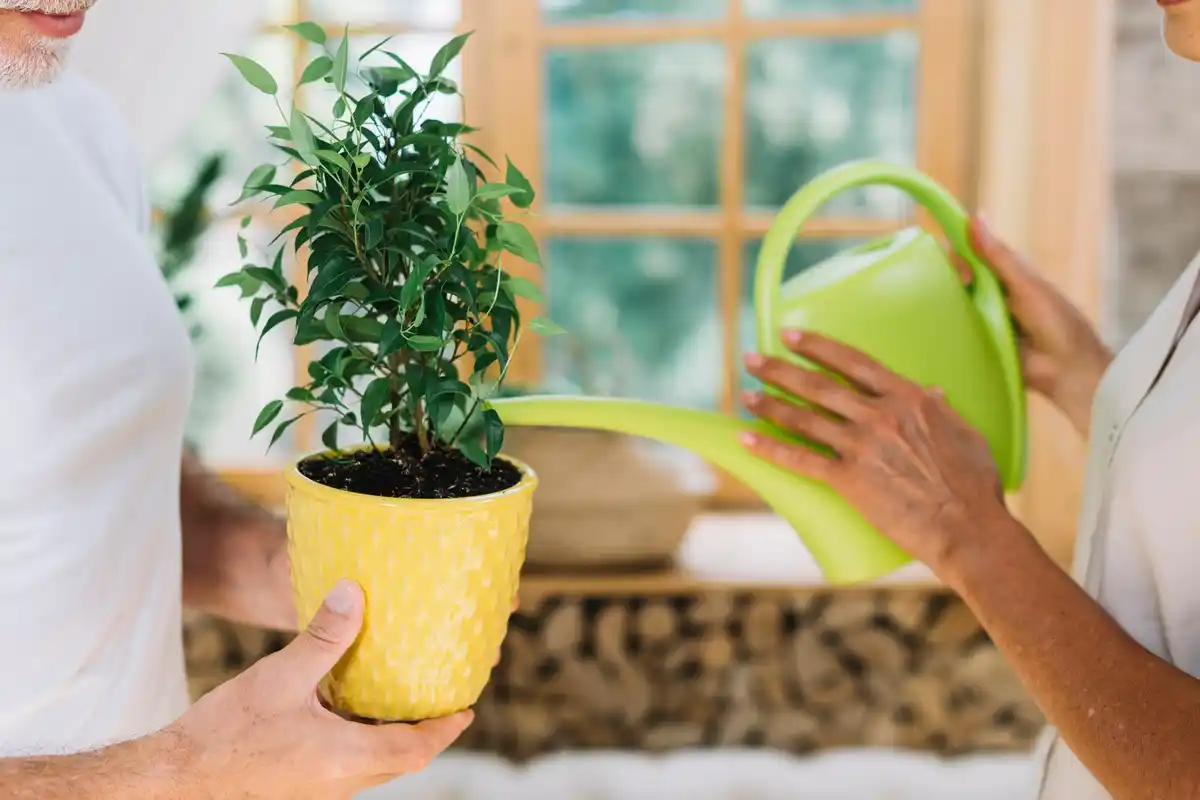 eggshell water for plants, Dutch home garden
