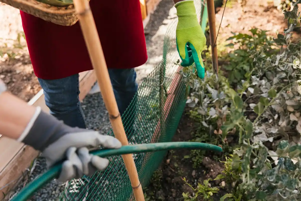vintage garden claw tool in use in netherlands allotment