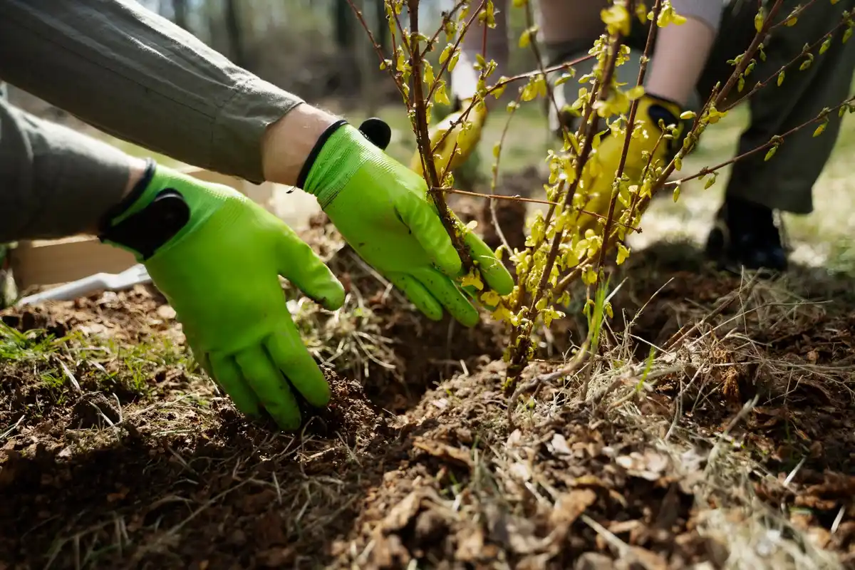 mulching garden soil netherlands sustainable gardening