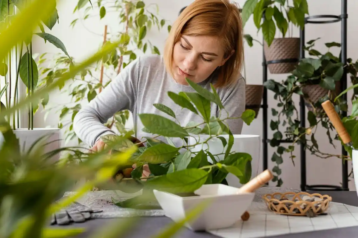 watering houseplants wrong time dead leaves