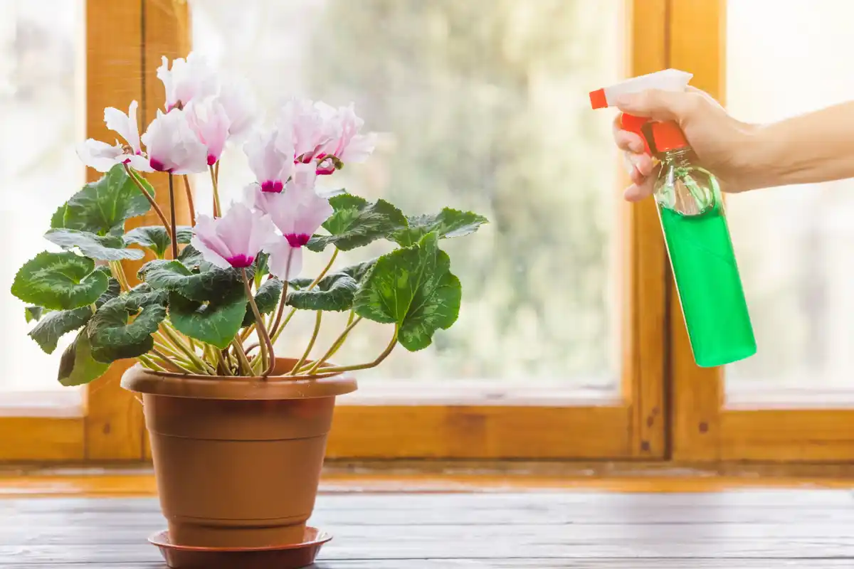 watering houseplants morning sunlight netherlands