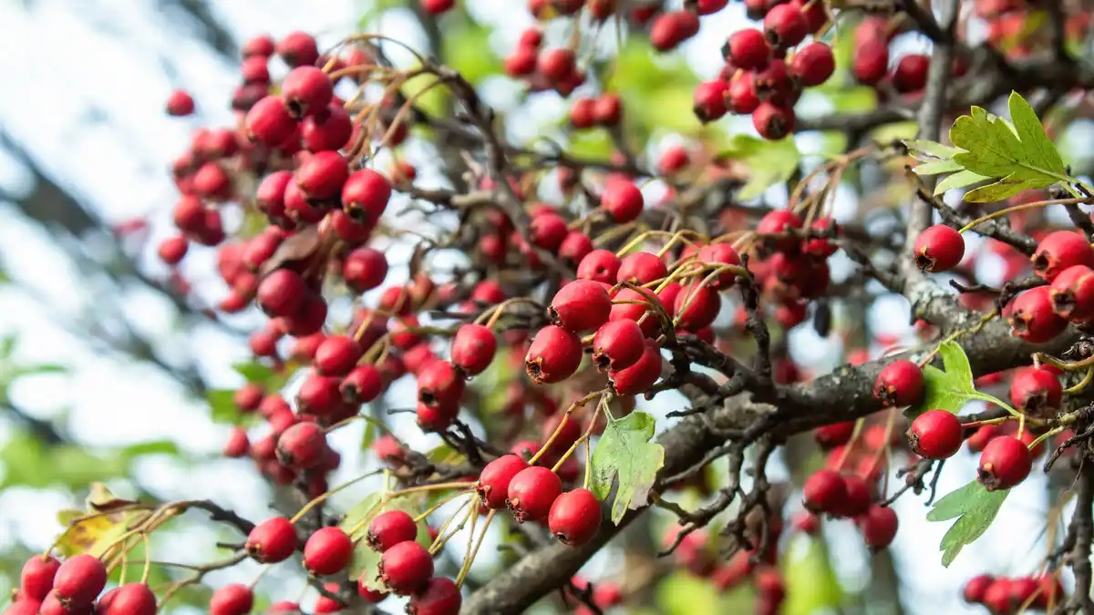 coffee grounds in garden Netherlands