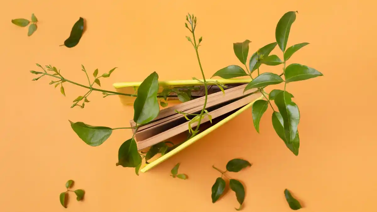 used tea leaves plant fertilizer urban dutch apartment