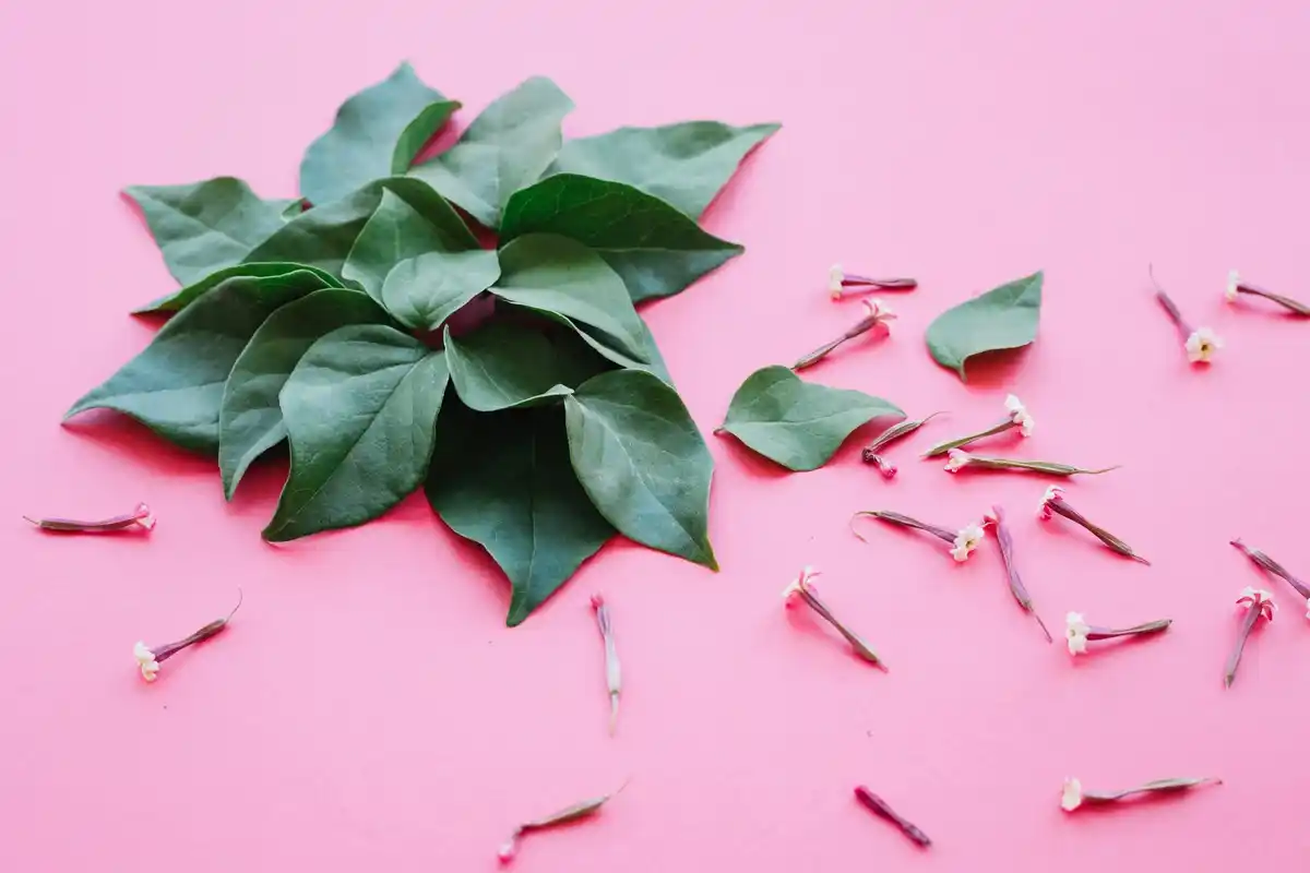 used tea leaves as plant fertilizer