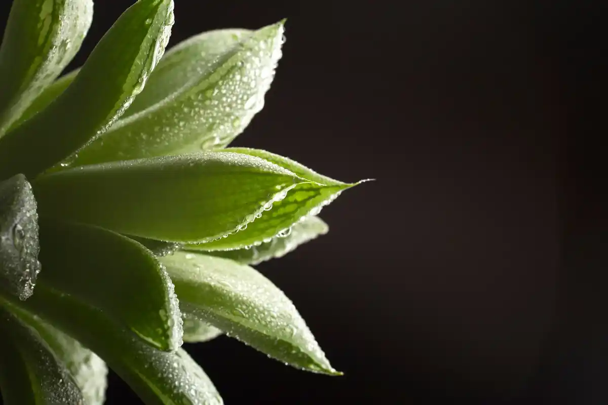 tea leaves in houseplant soil closeup