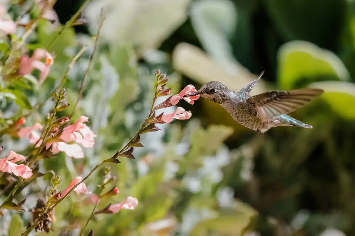 bird eating berries garden netherlands