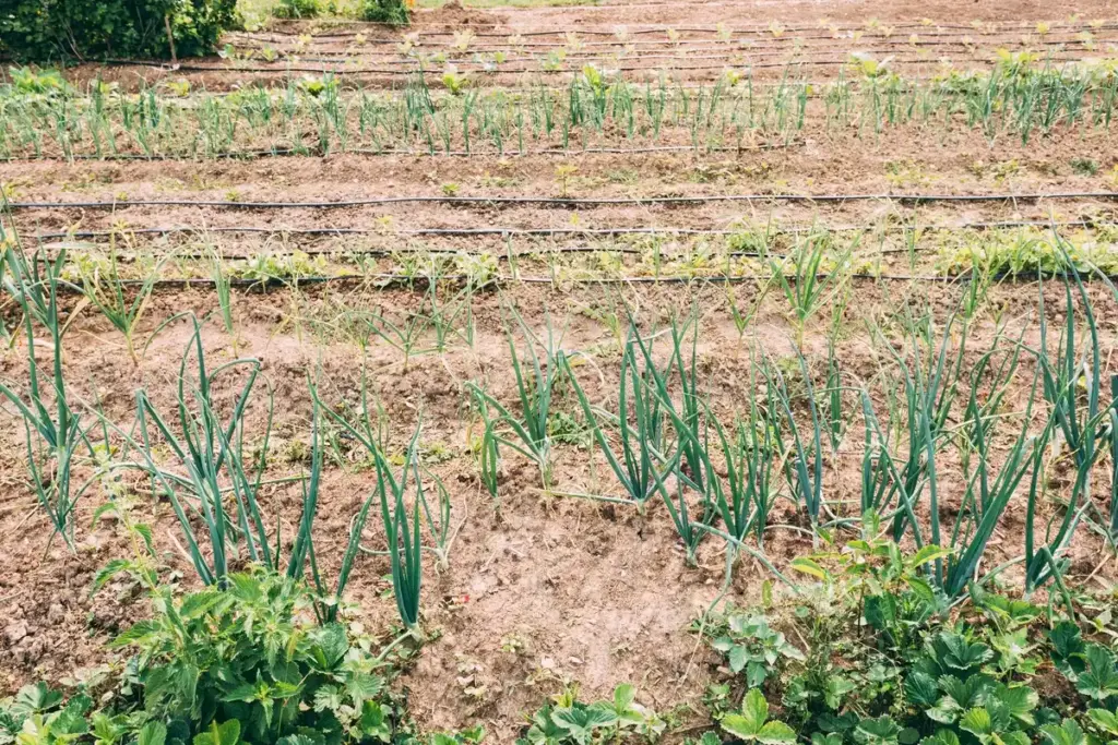 peas and onions not growing well together in Dutch garden