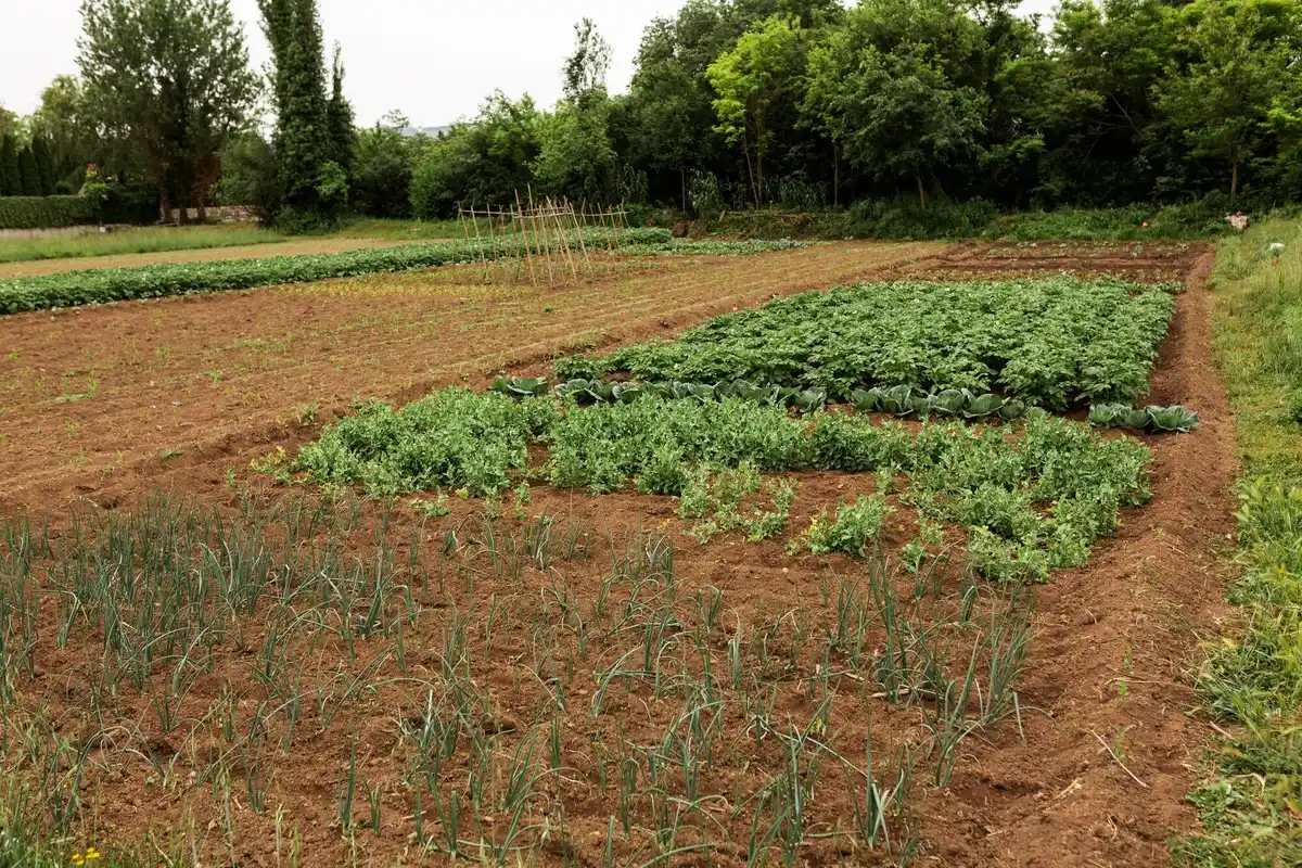peas and onions growing together in garden