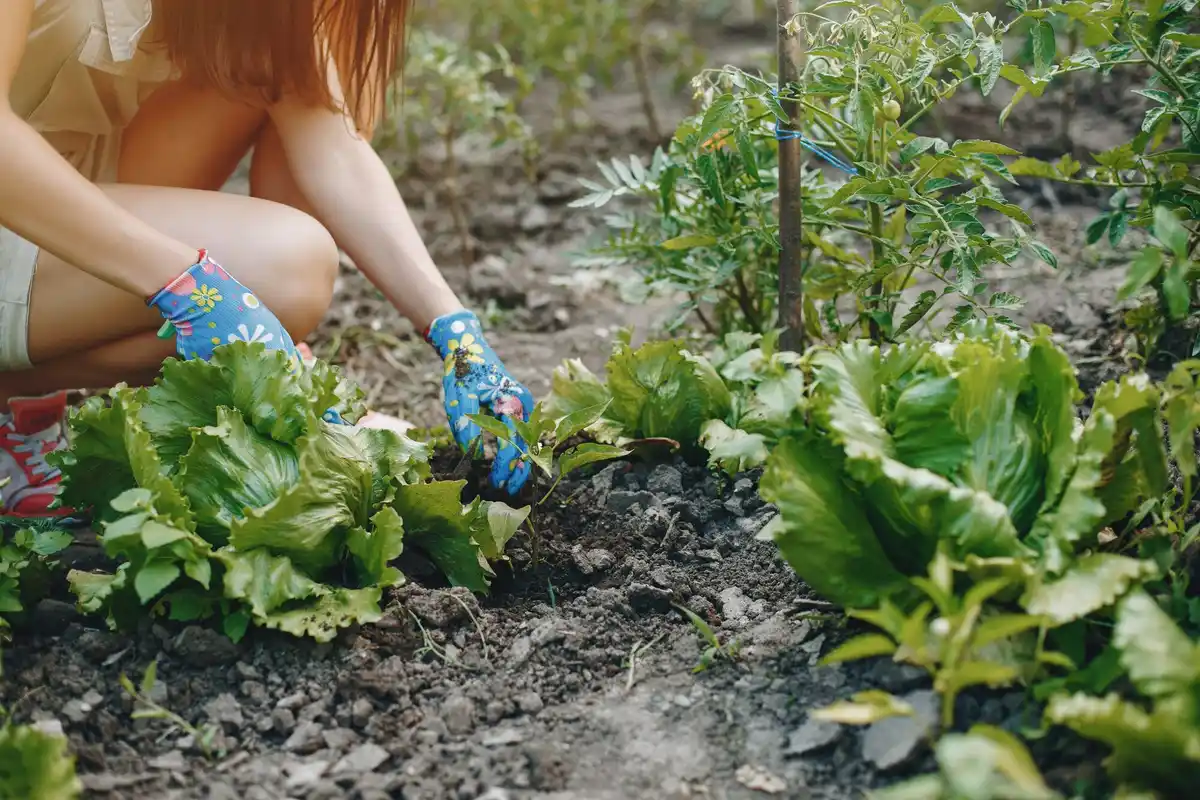 mulching vegetable garden Netherlands