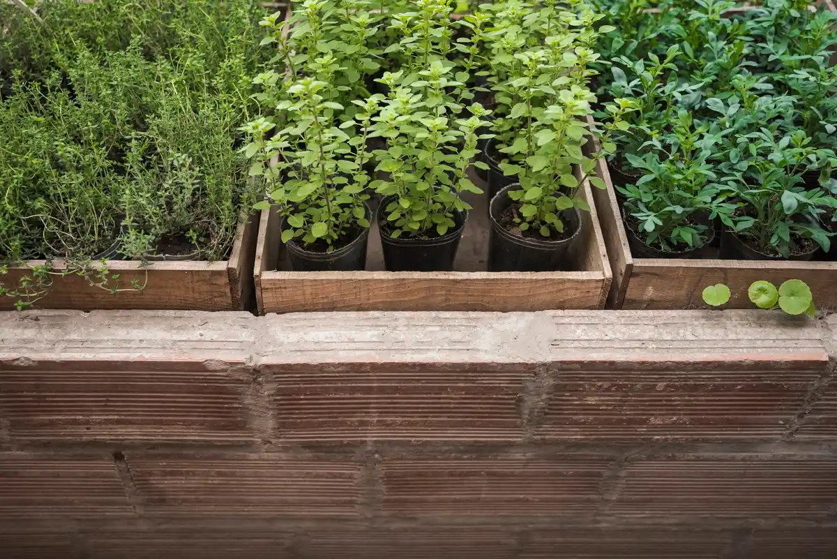 mulched raised bed Dutch garden