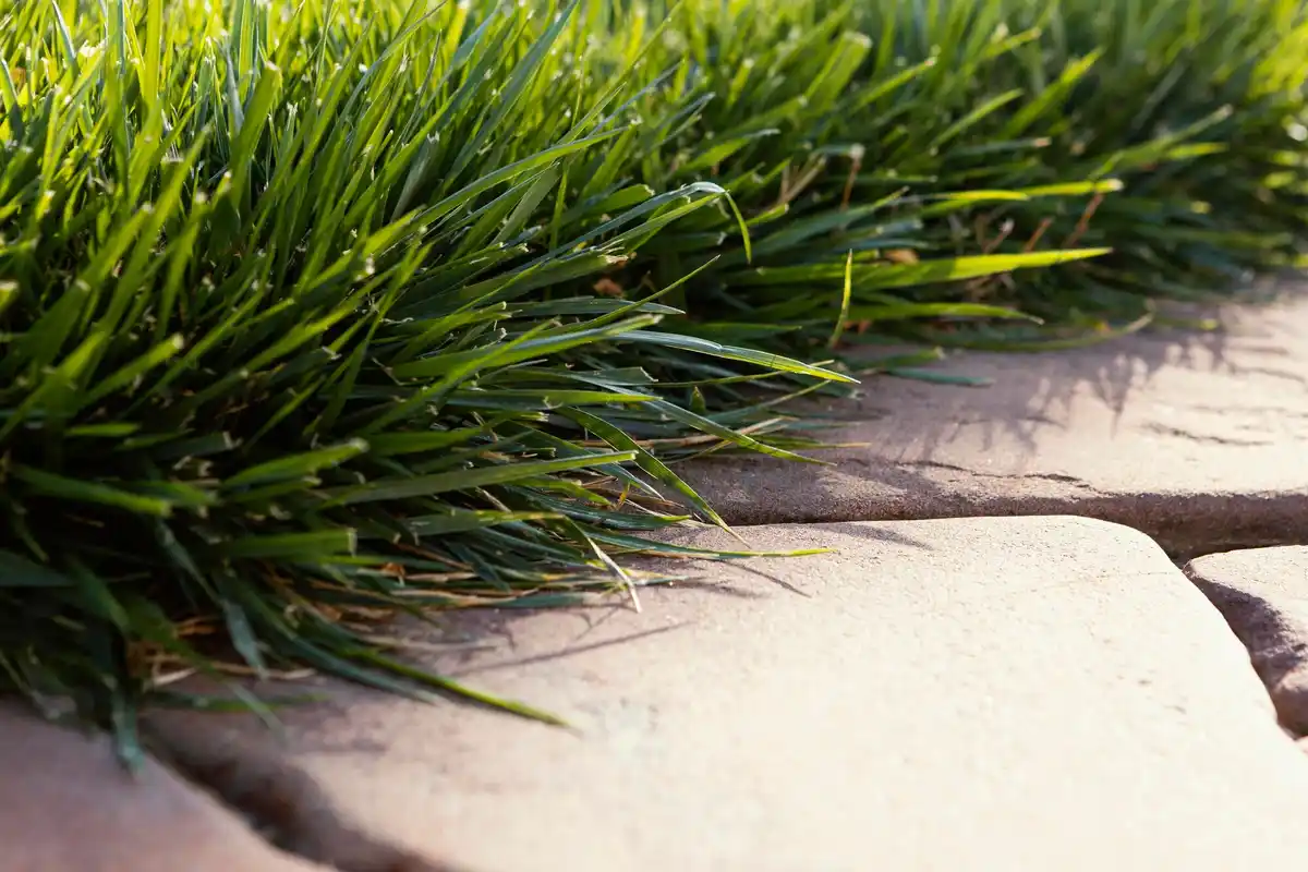 damaged lawn after improper scarifying netherlands