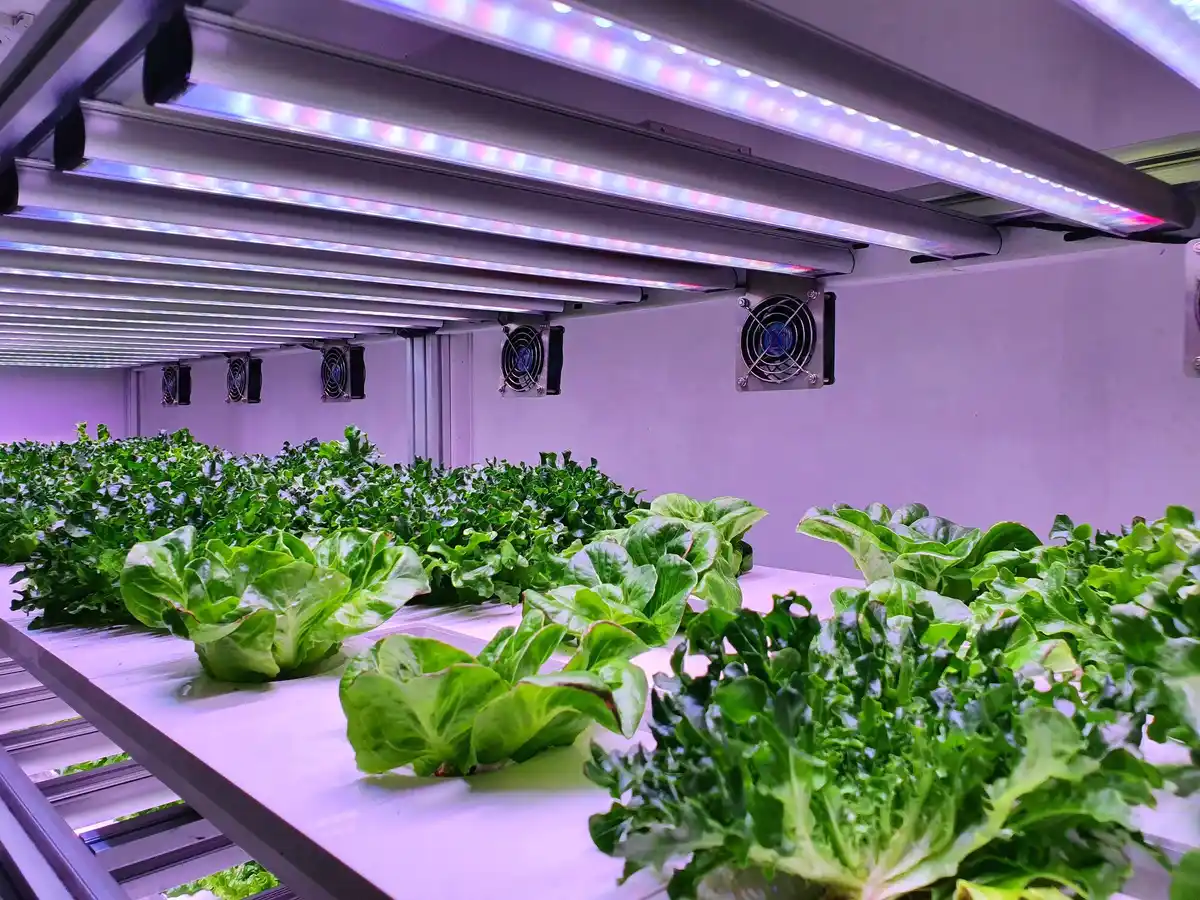 smart greenhouse sensors in Dutch urban gardens