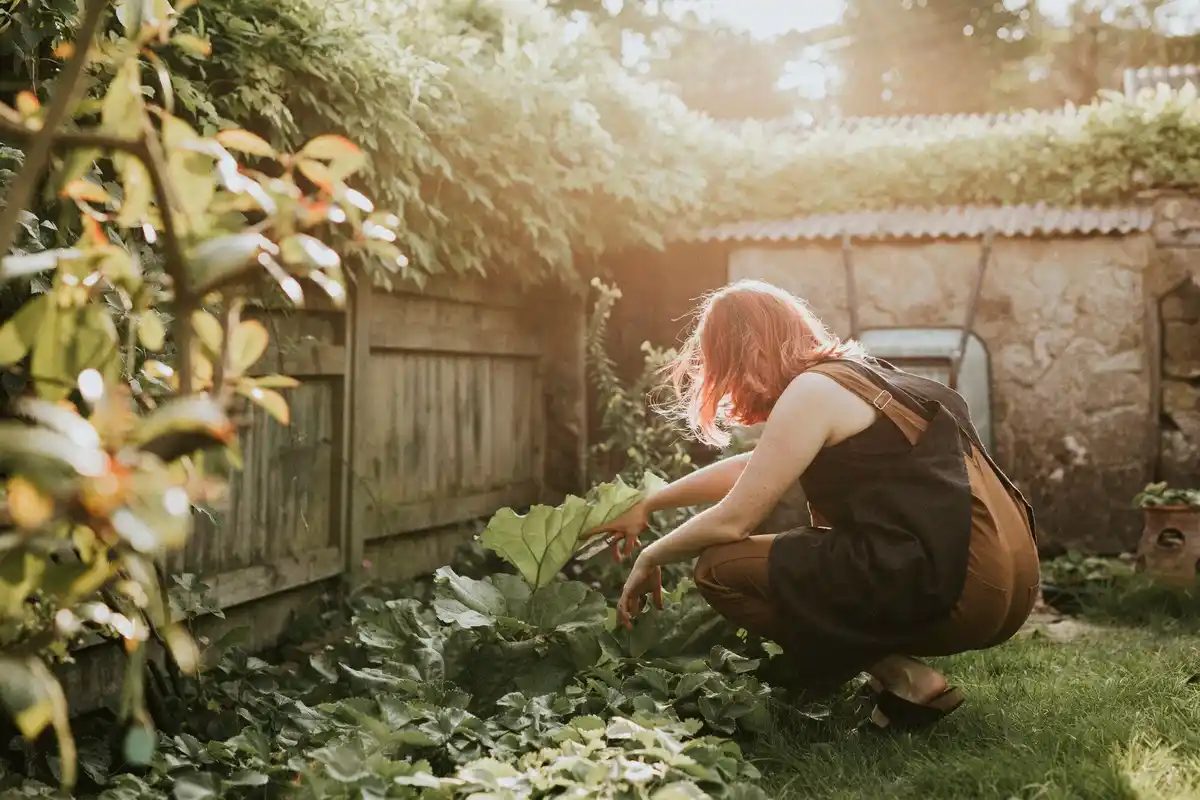 coffee grounds gardening dutch backyard