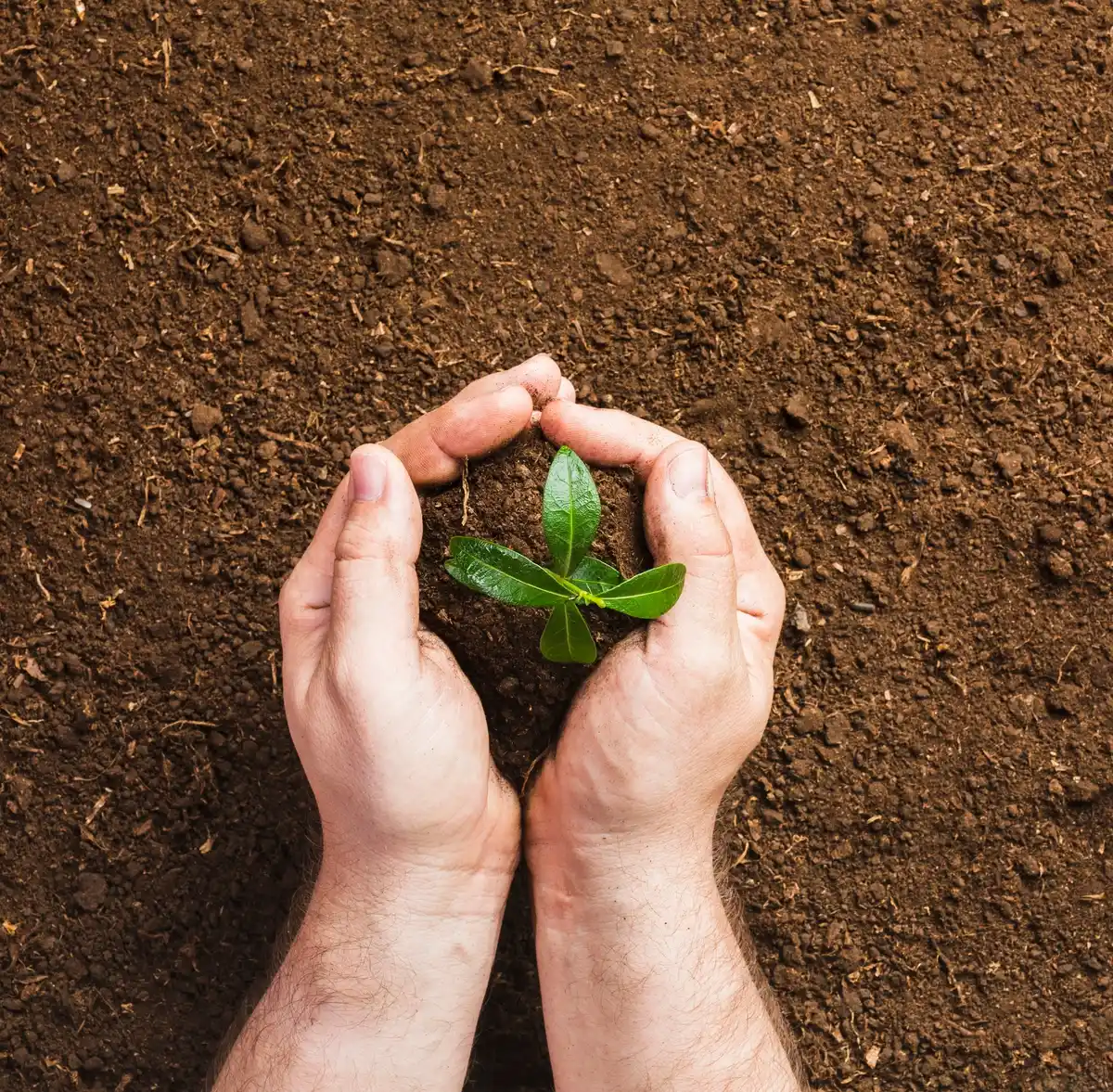 koffiedik tuincompost hands