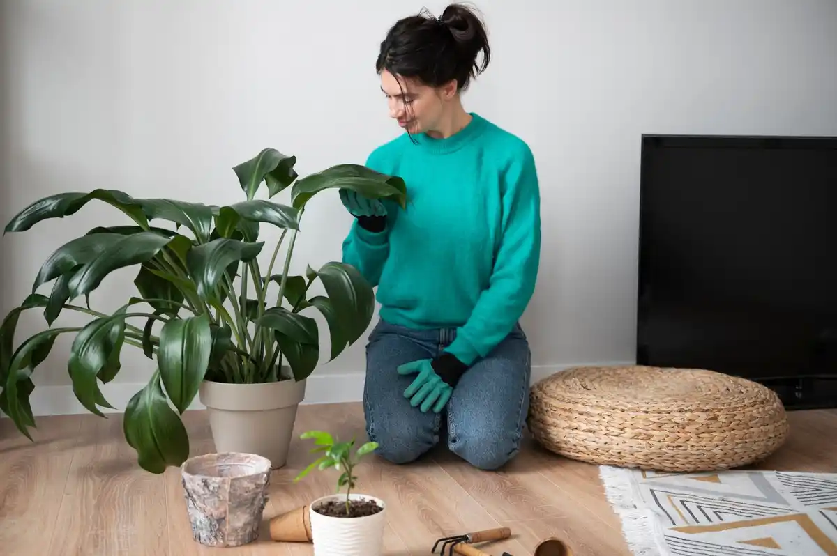 Cinnamon on houseplants against mold and pests dutch home living room