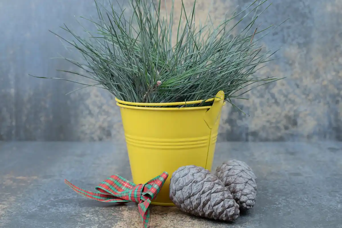 cinnamon for houseplants dutch home