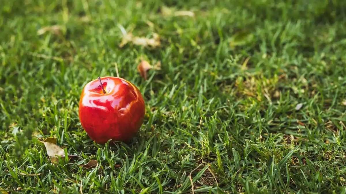 apple tree shocking roots tip netherlands