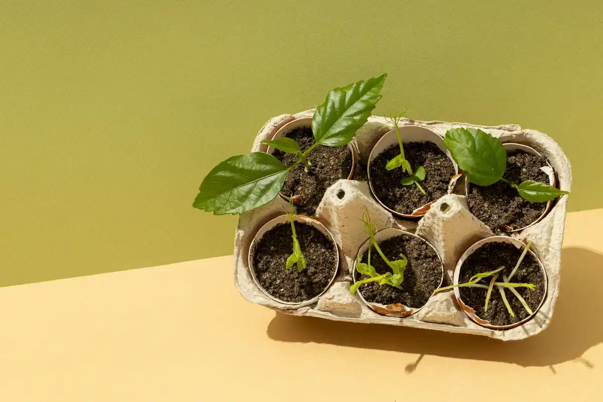 dutch plant nursery cardboard pots eco alternative