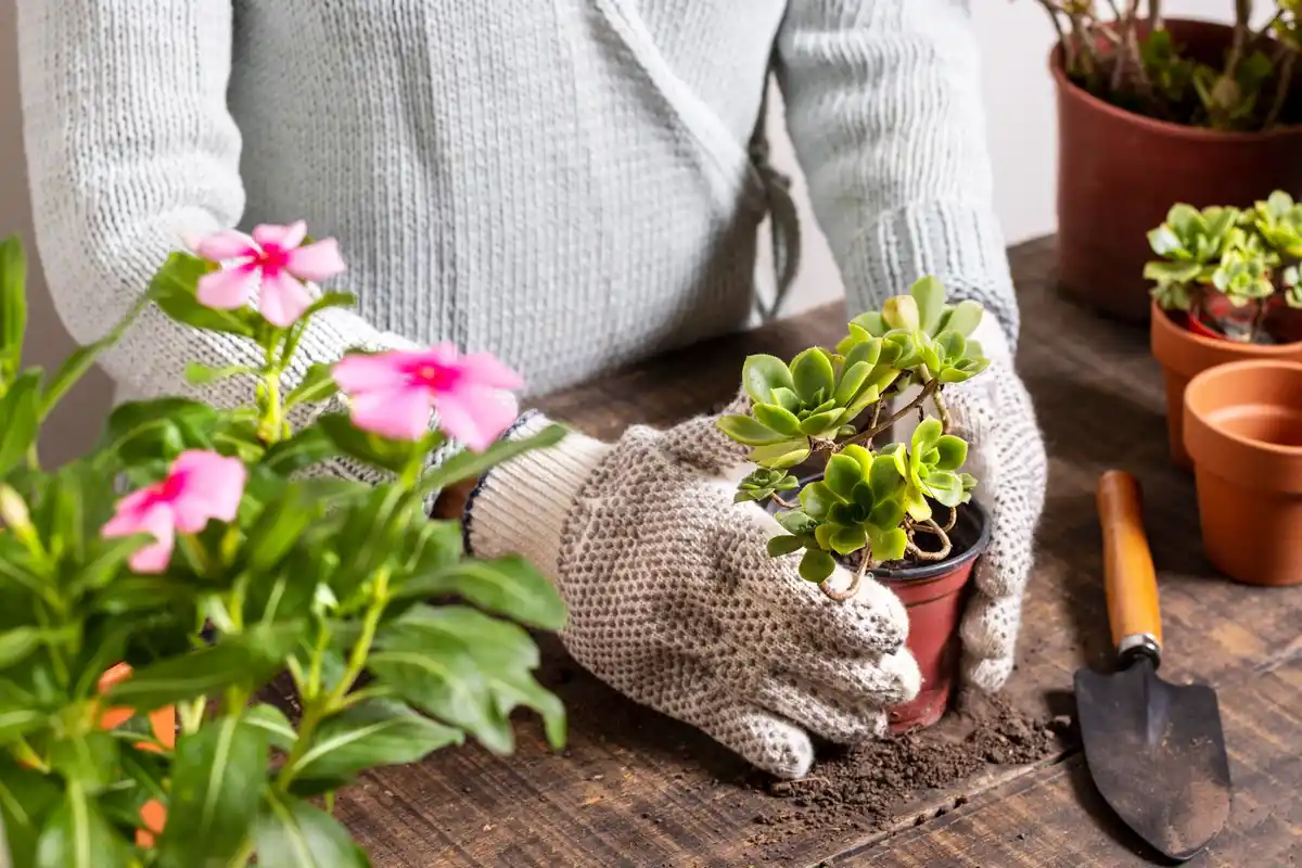 planting seeds depth close-up home garden netherlands spring
