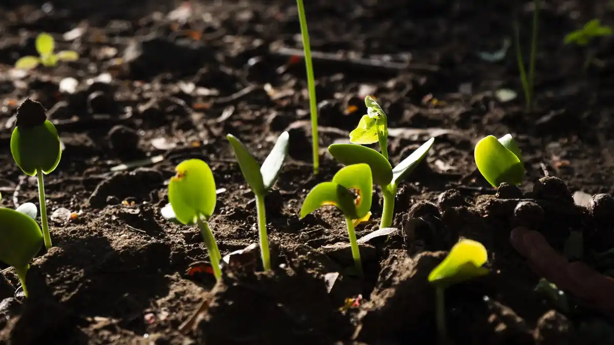 macro carrot seeds shallow soil home vegetable garden