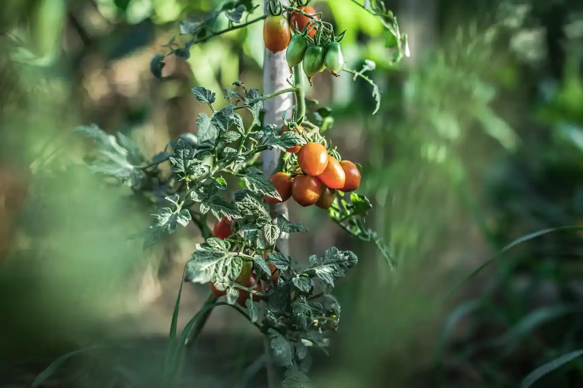 Dutch tomatoes in dry greenhouse