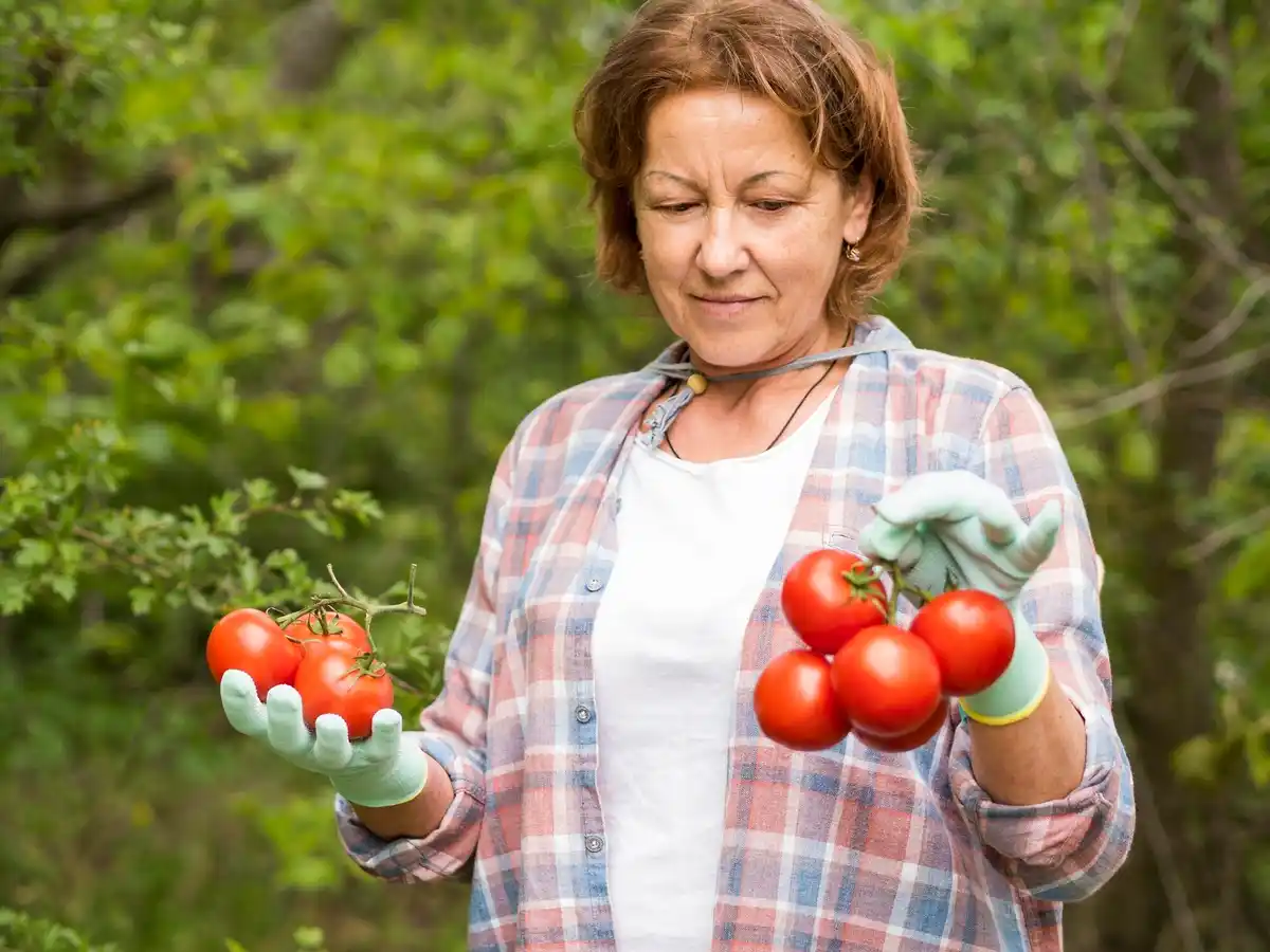 Tomatenplant stress minder water Nederland tuin