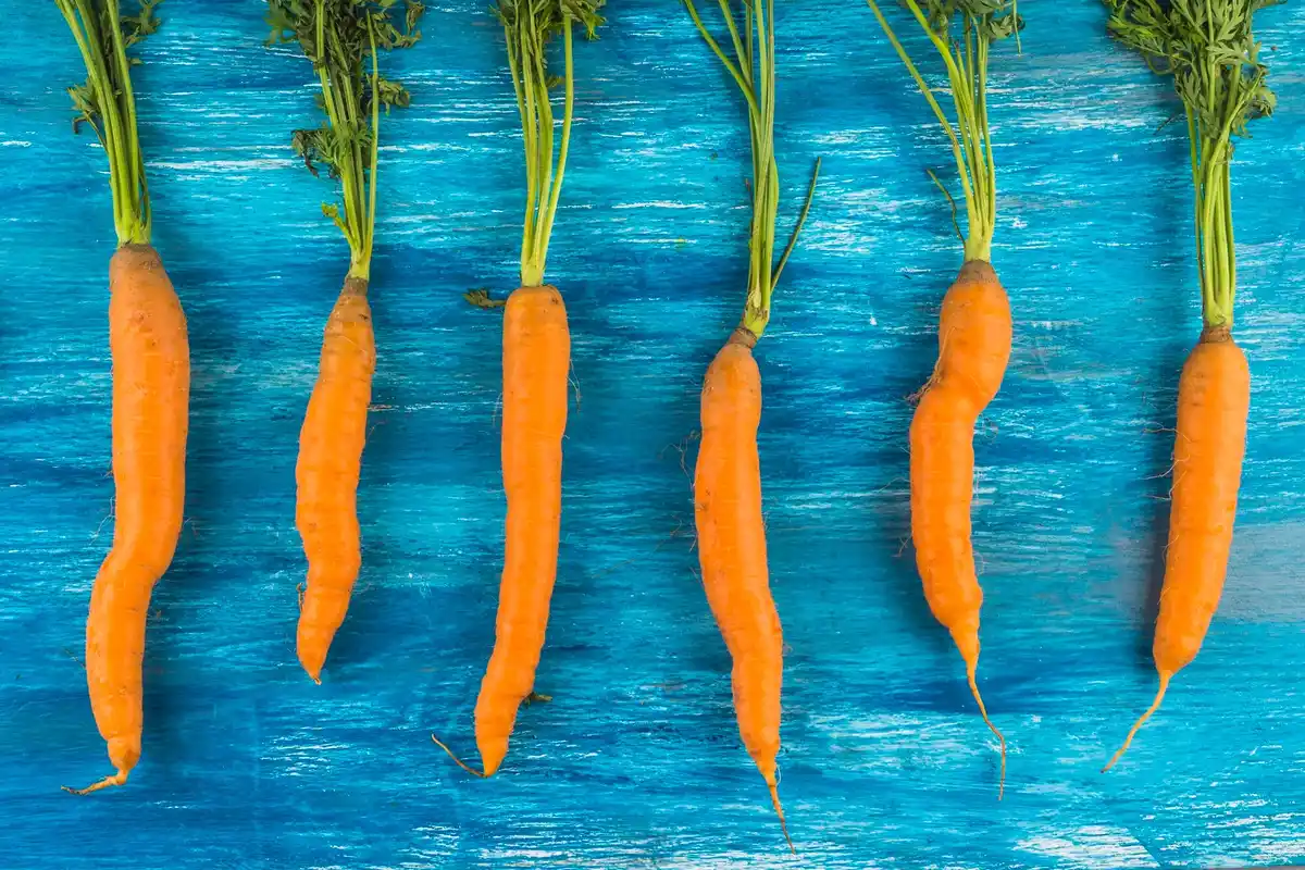 upside down carrots in soil Dutch garden experiment