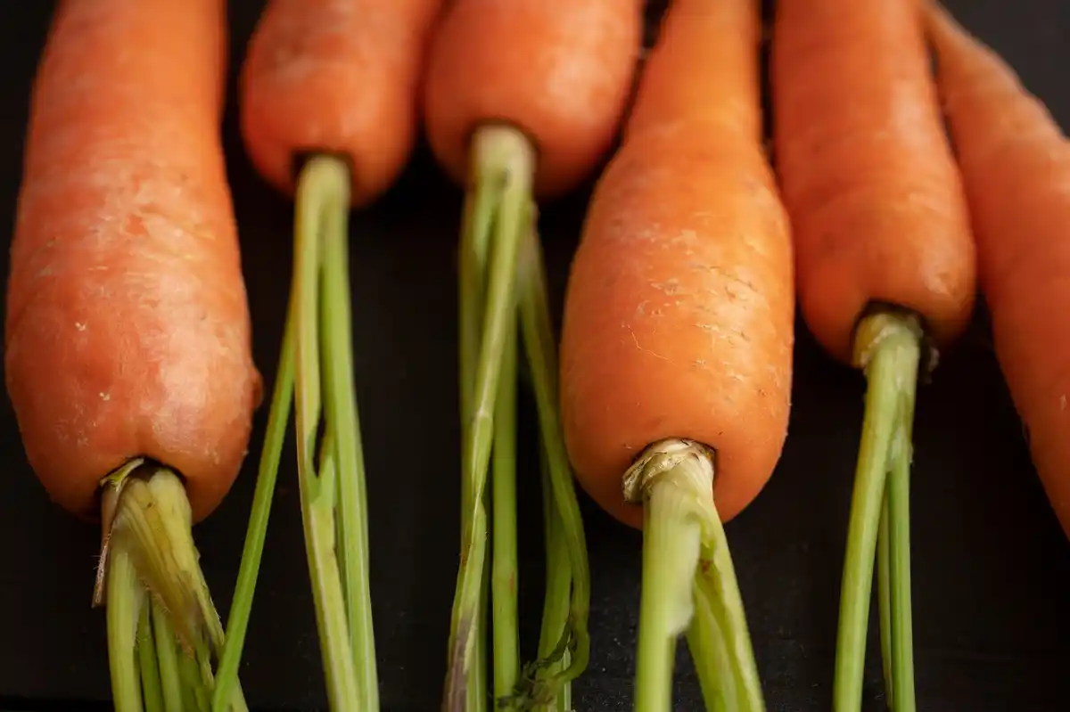 close up odd shaped carrot Dutch home garden