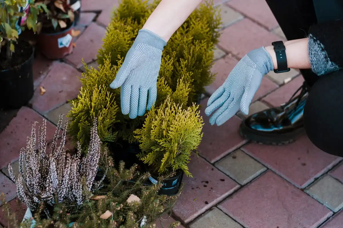 winter hydrangea pruning dutch garden