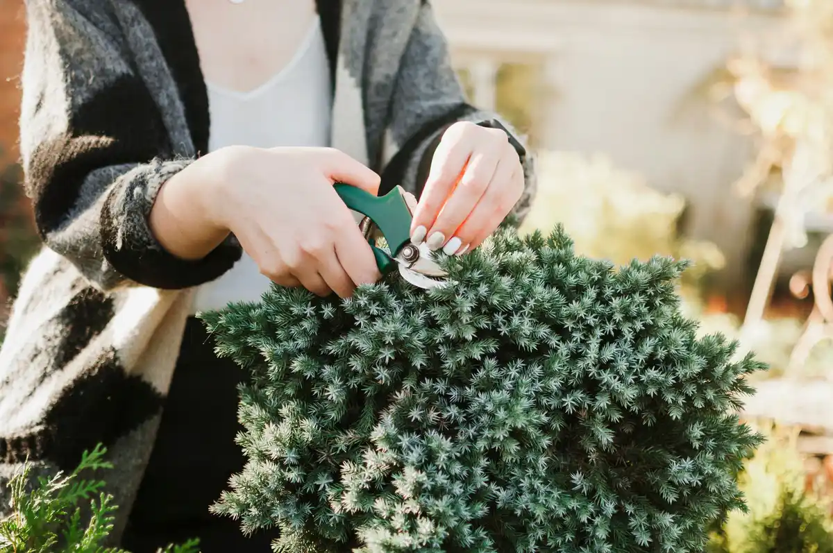 dutch garden winter hydrangea pruning