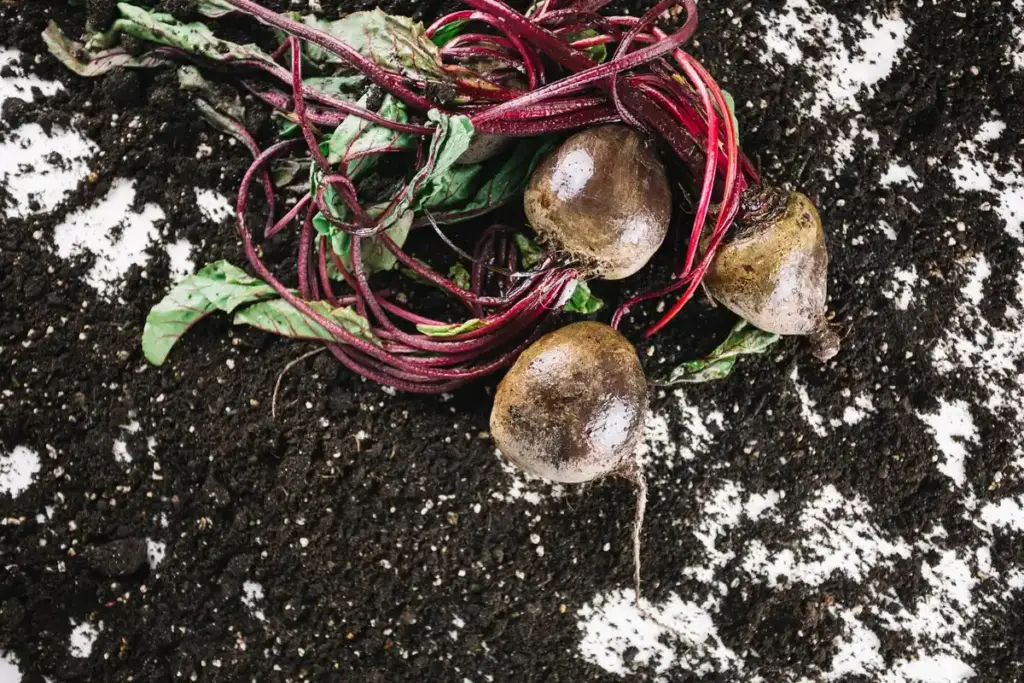 invasive rhubarb damaging vegetable garden