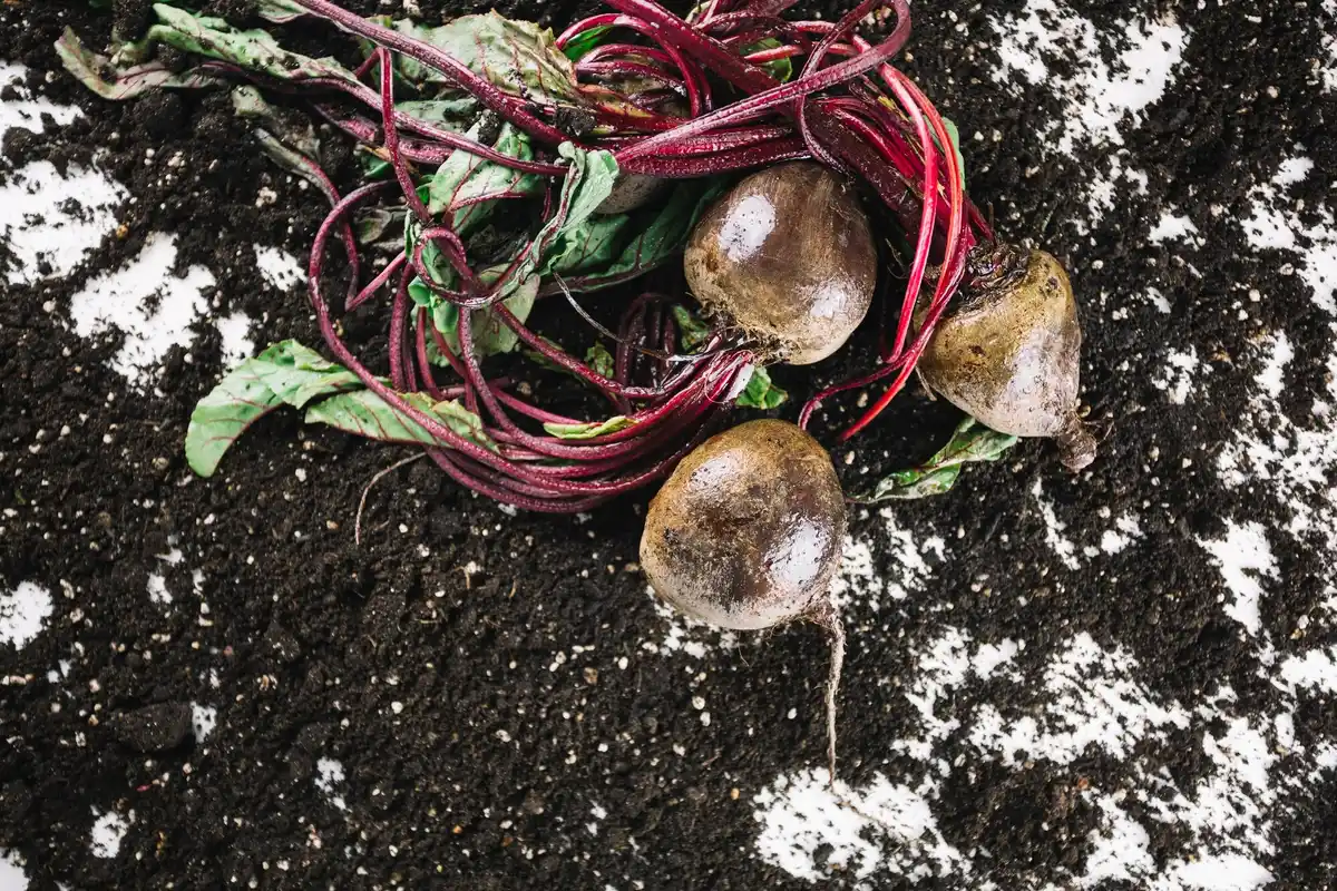 invasive rhubarb damaging vegetable garden